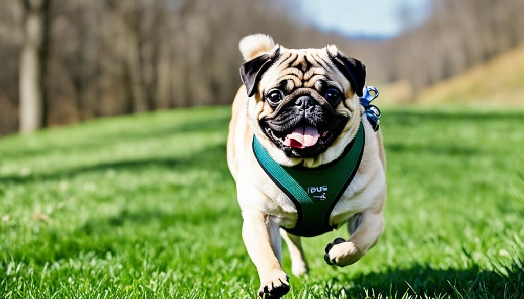 pug exercise needs